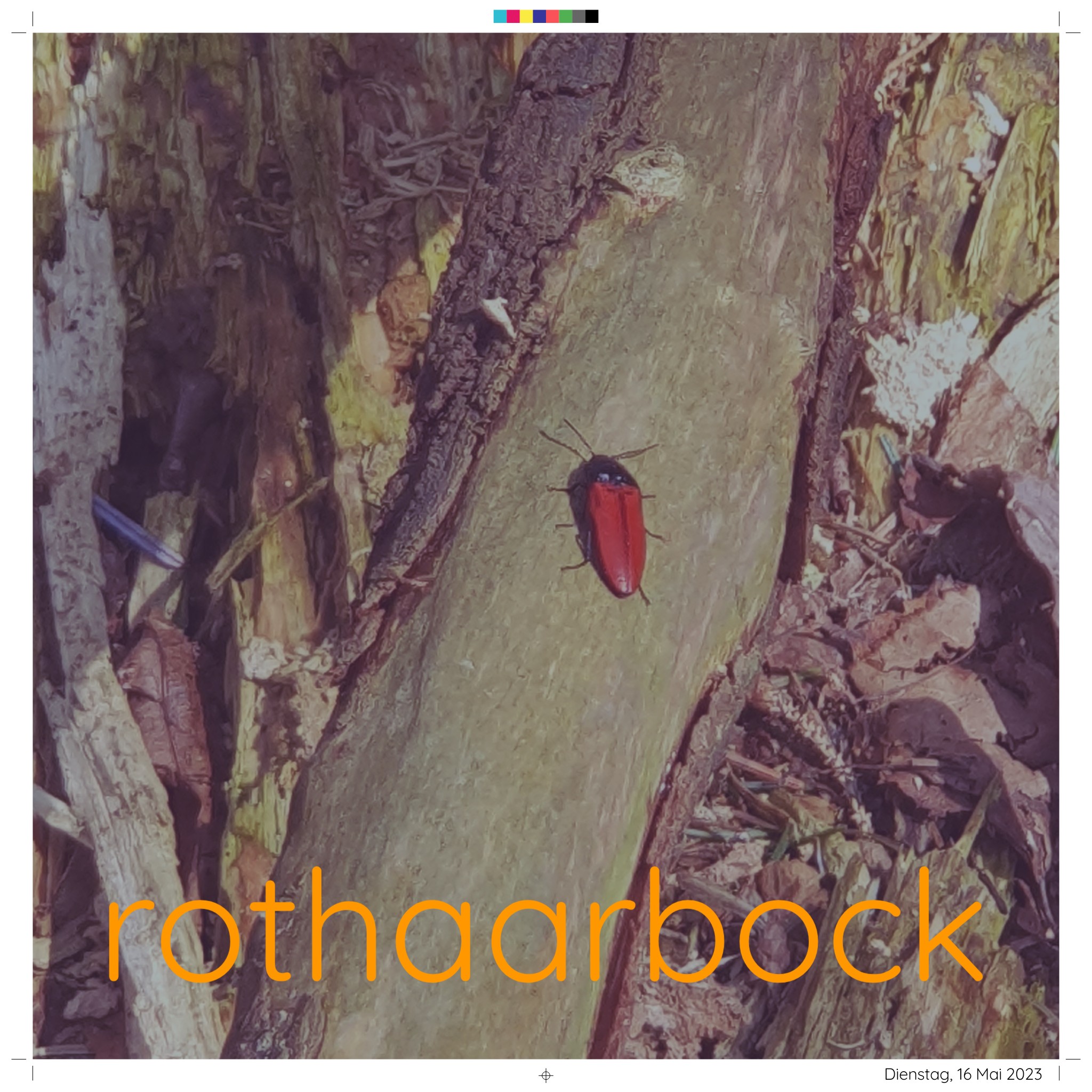 rothaarbock